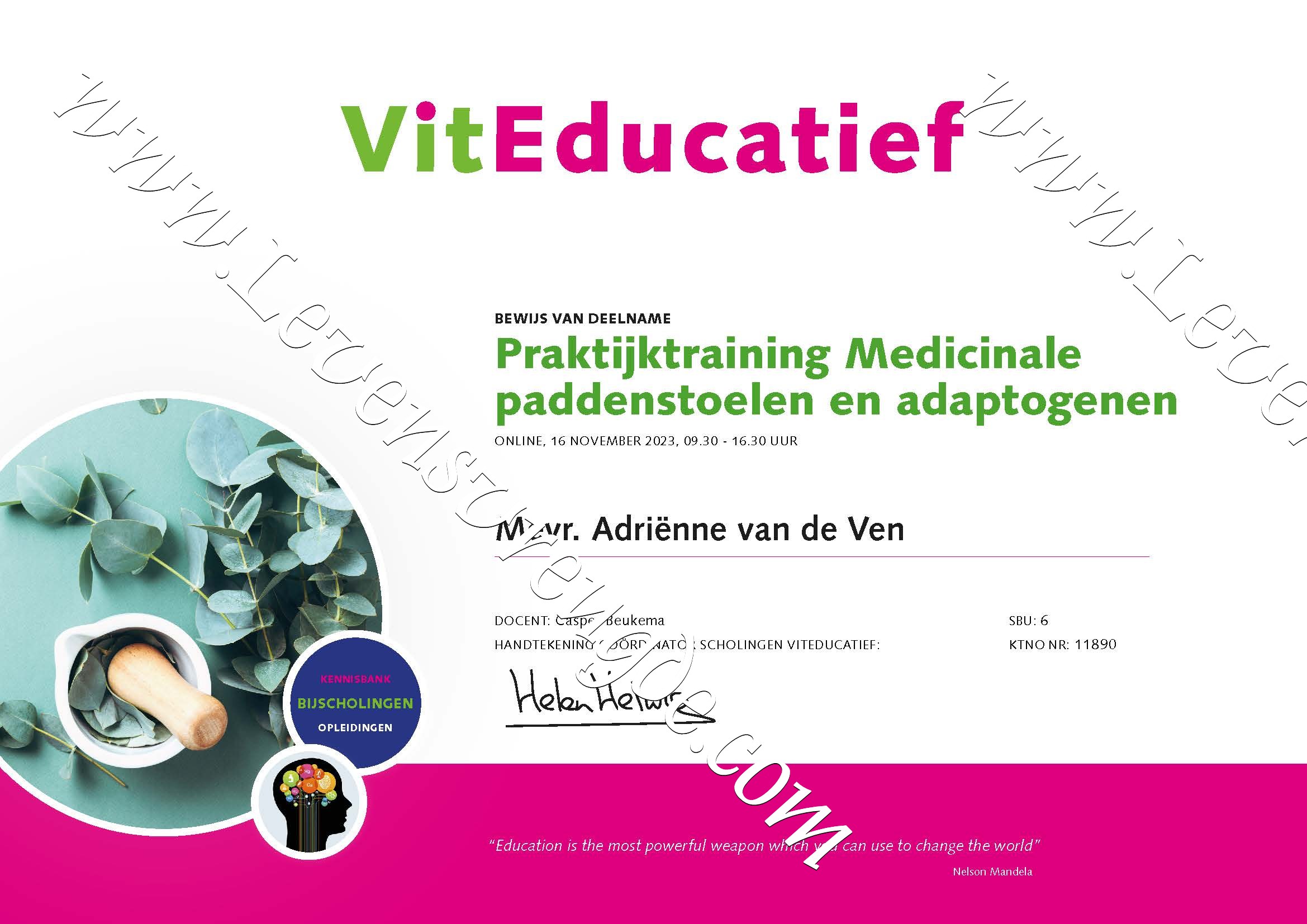 Medicinale paddestoelen en adaptogenen